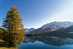 tree overlooking calm lake under blue sky at daytime